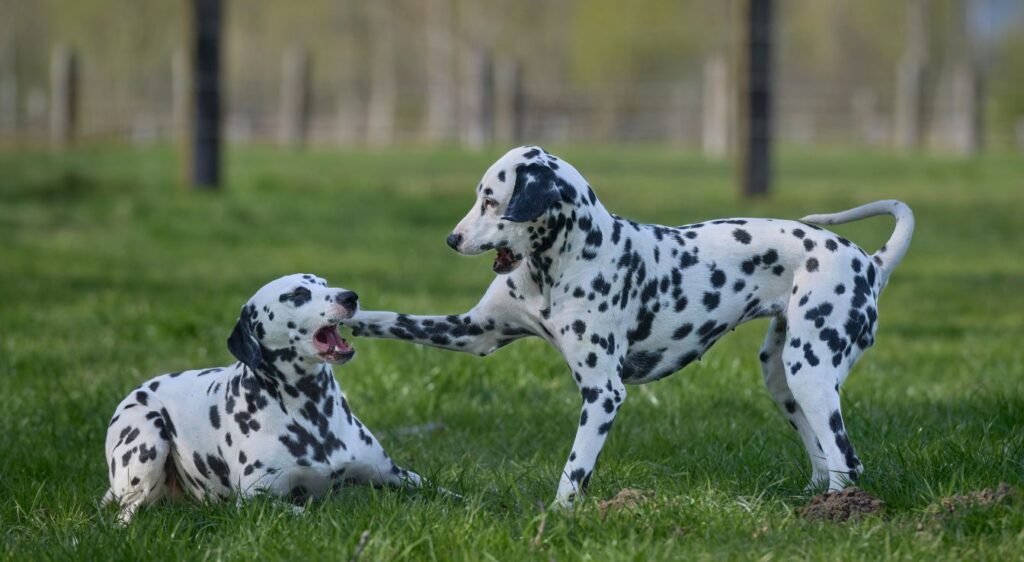 Dalmatien
