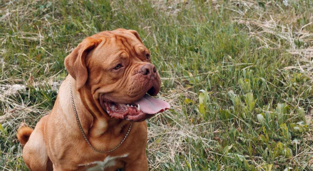 Dogue de Bordeaux
