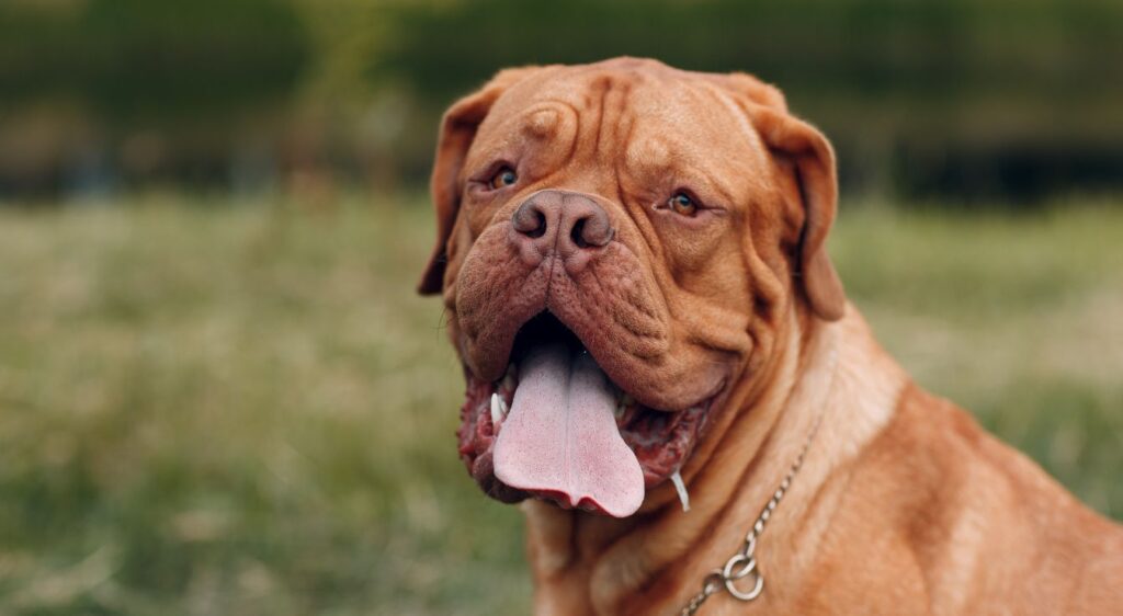 Dogue de Bordeaux