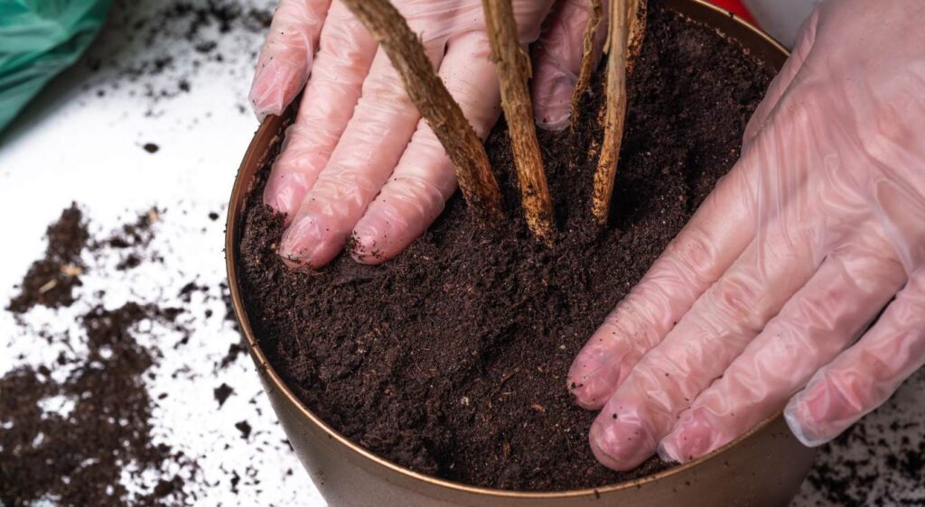 entretenir un hibiscus