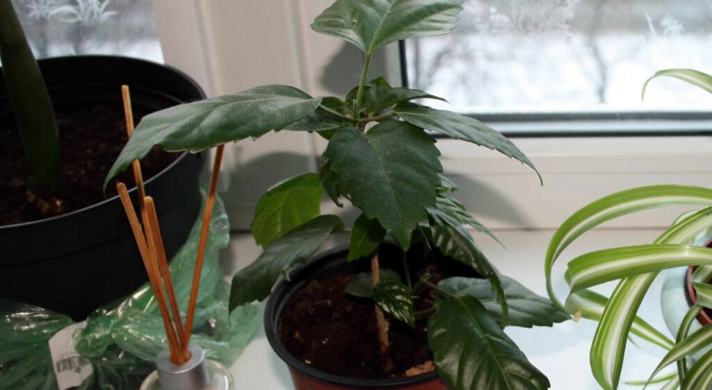 entretenir un hibiscus