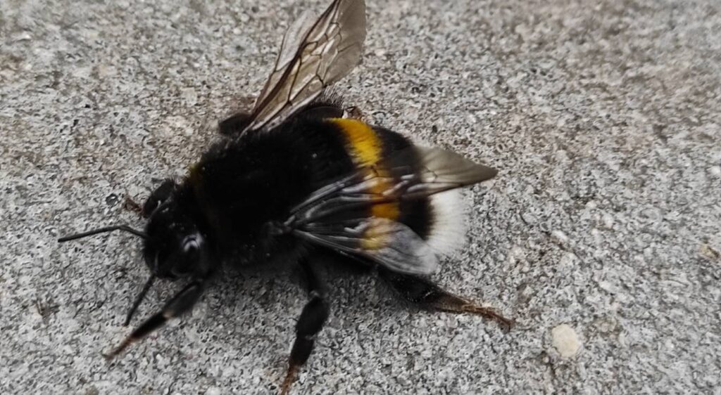 Est-ce que les bourdons piquent