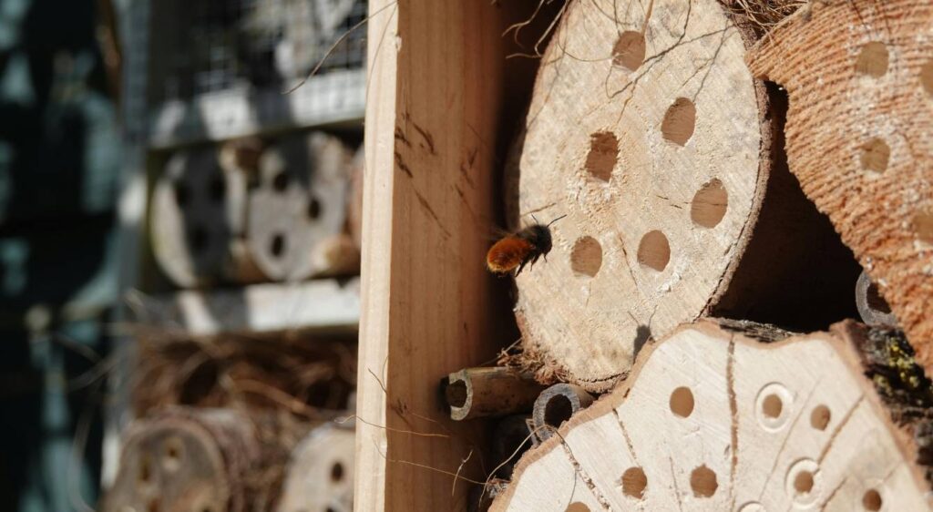 Est-ce que les bourdons piquent