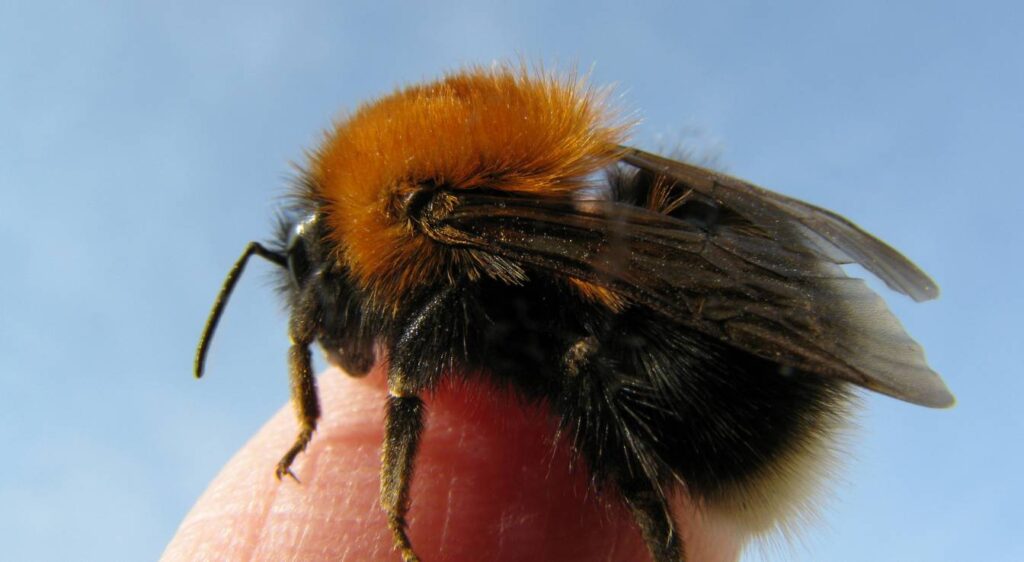 Est-ce que les bourdons piquent