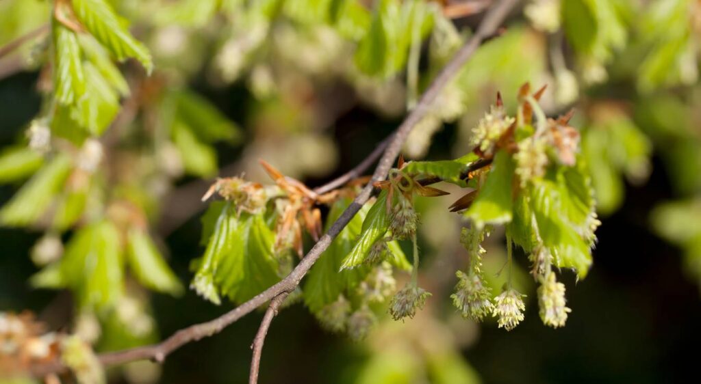 Fagus sylvatica fleur