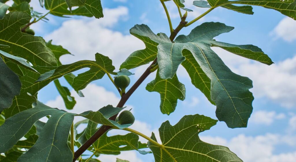 feuille de figuier