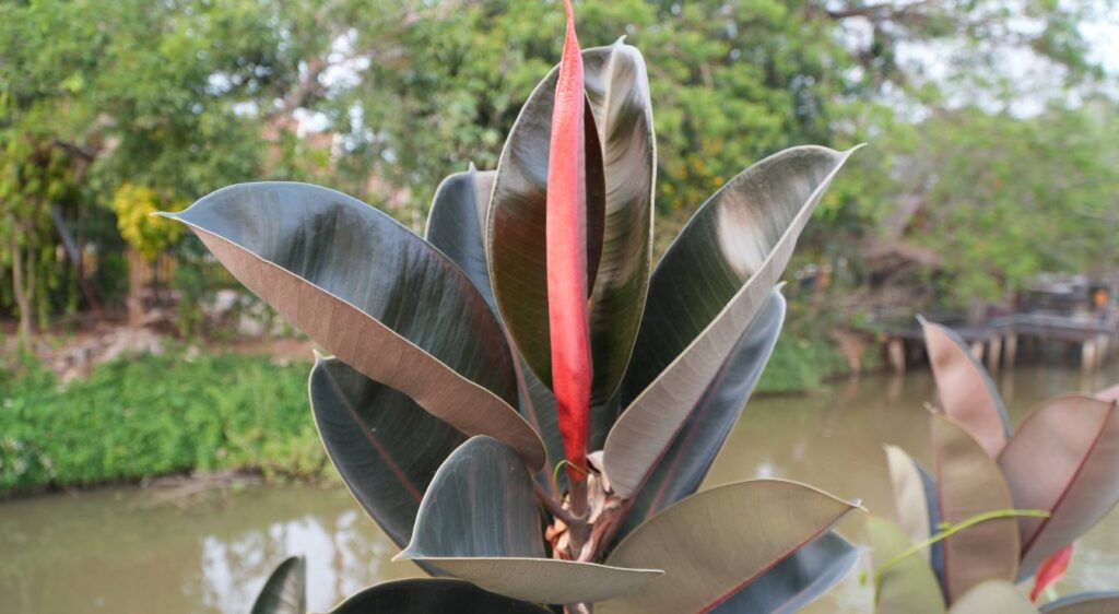 plant Ficus elastica