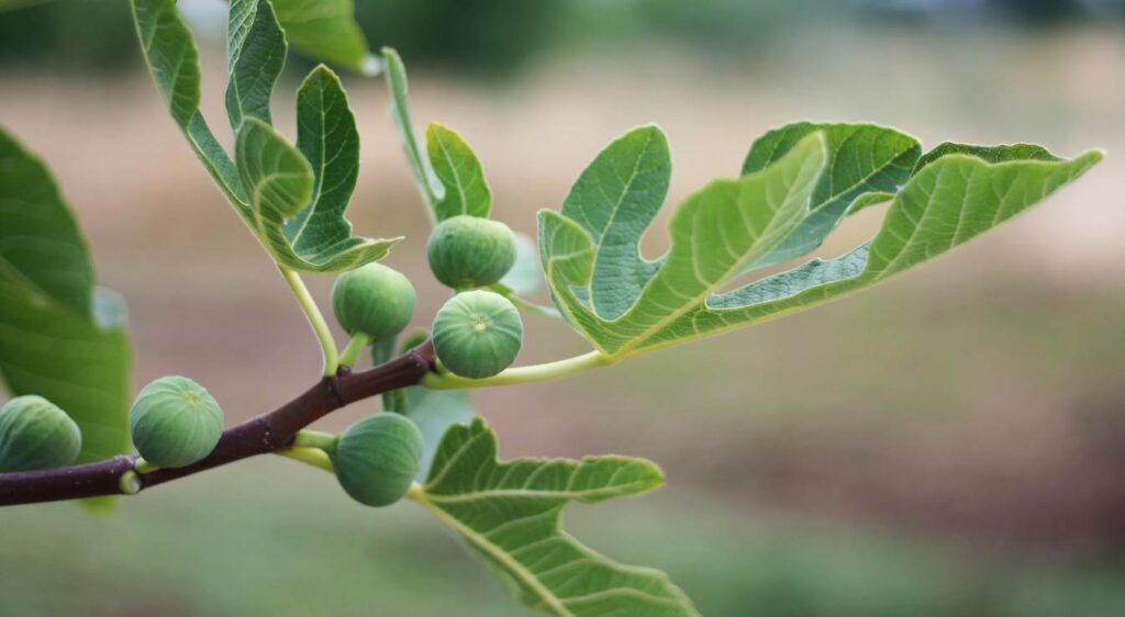 figue bourjassotte noire​