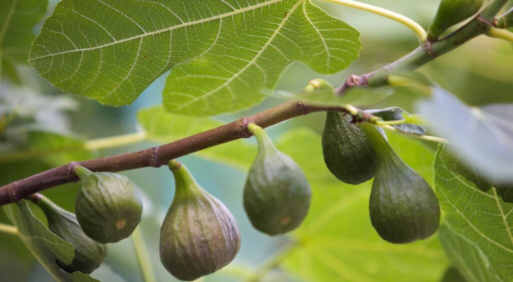 figuier brown turkey