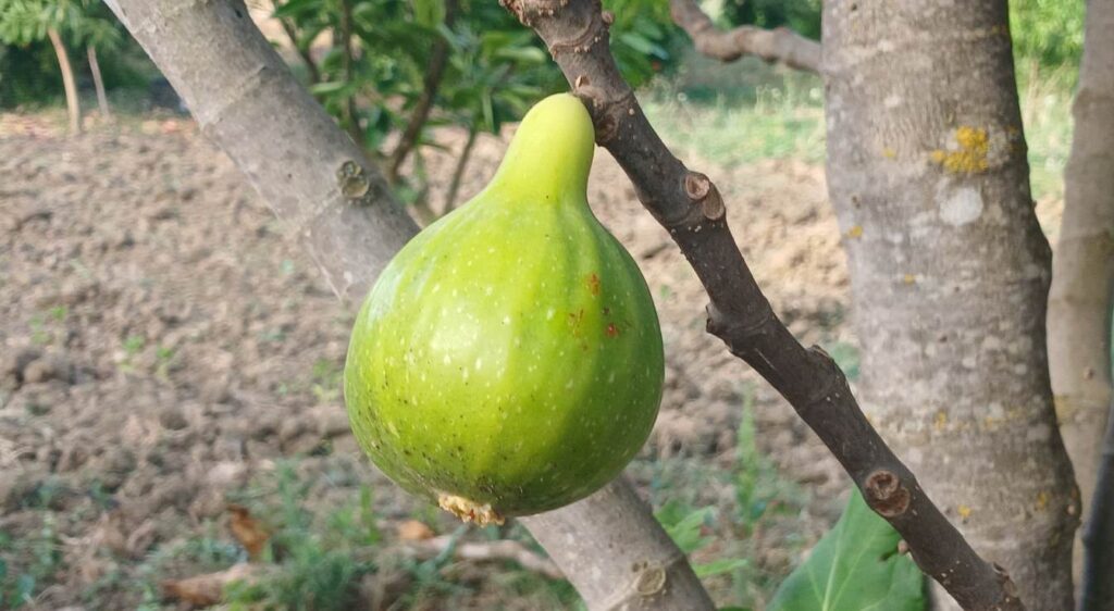 figuier brown turkey