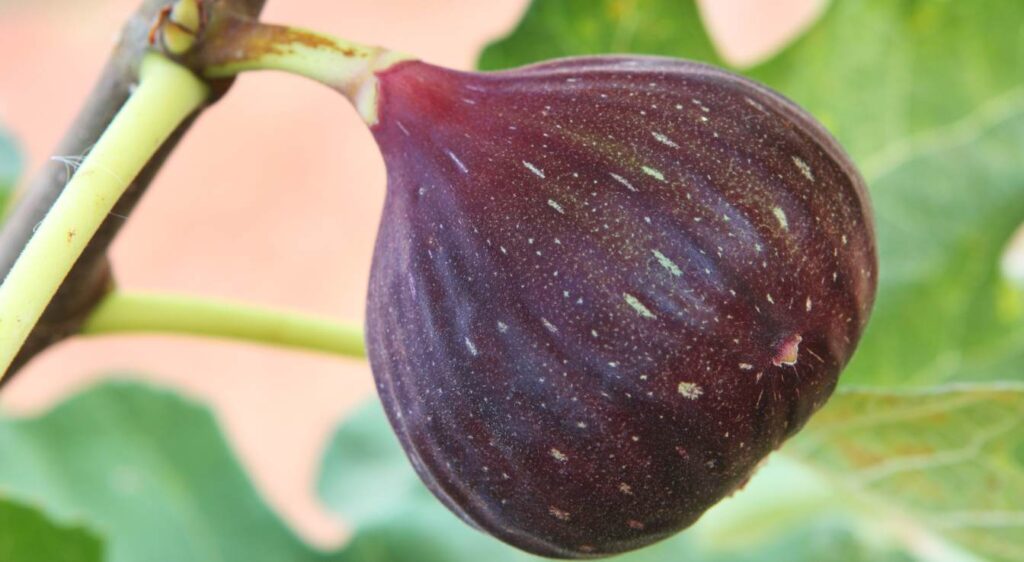 figuier brown turkey