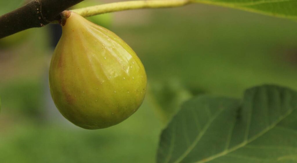 figuier jaune kadota