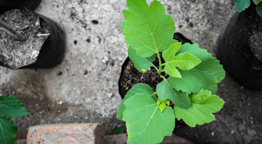 figuier nain en pot​