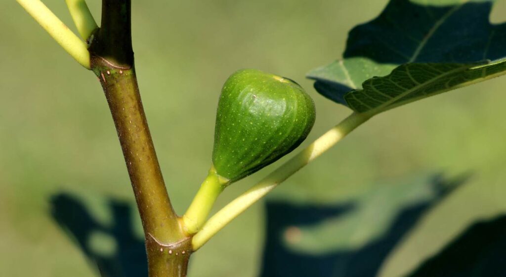 figuier nain en pot​