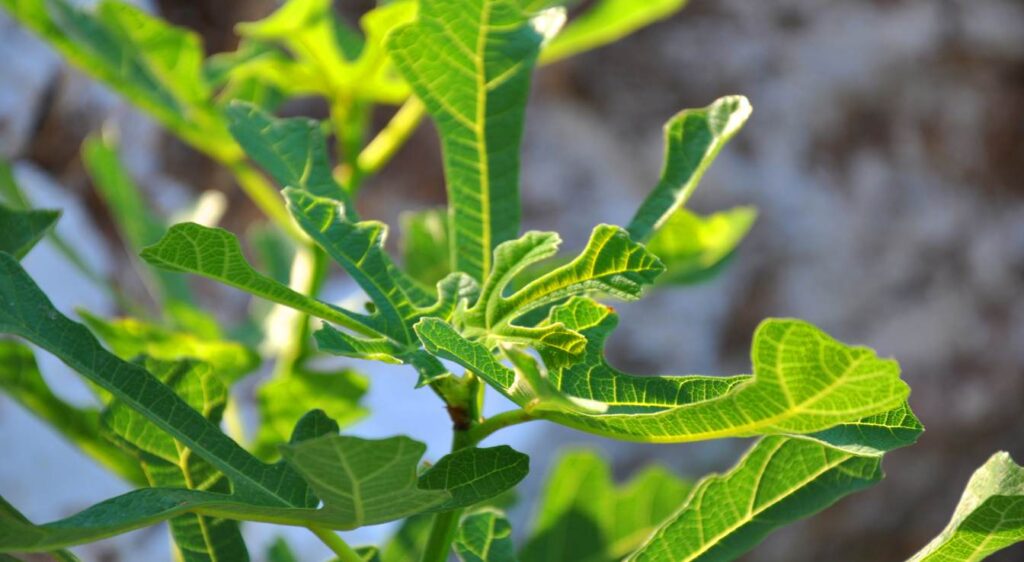 rouge de bordeaux figuier