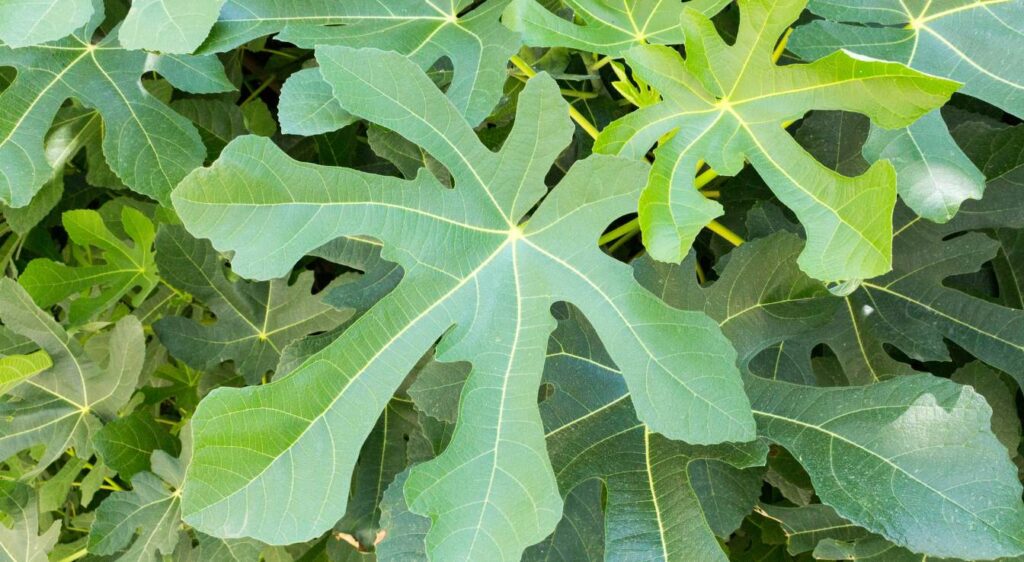 figue rouge de bordeaux