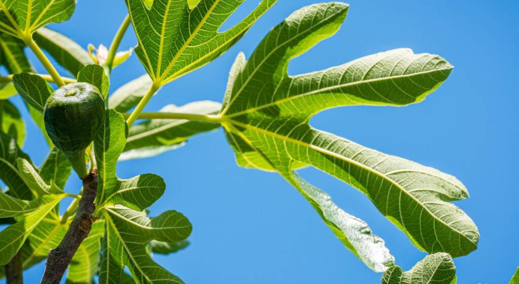 figuier rouge bordeaux