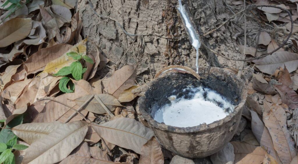 Hevea brasiliensis latex