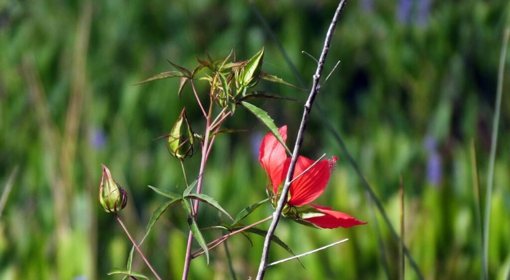 Hibiscus coccineus