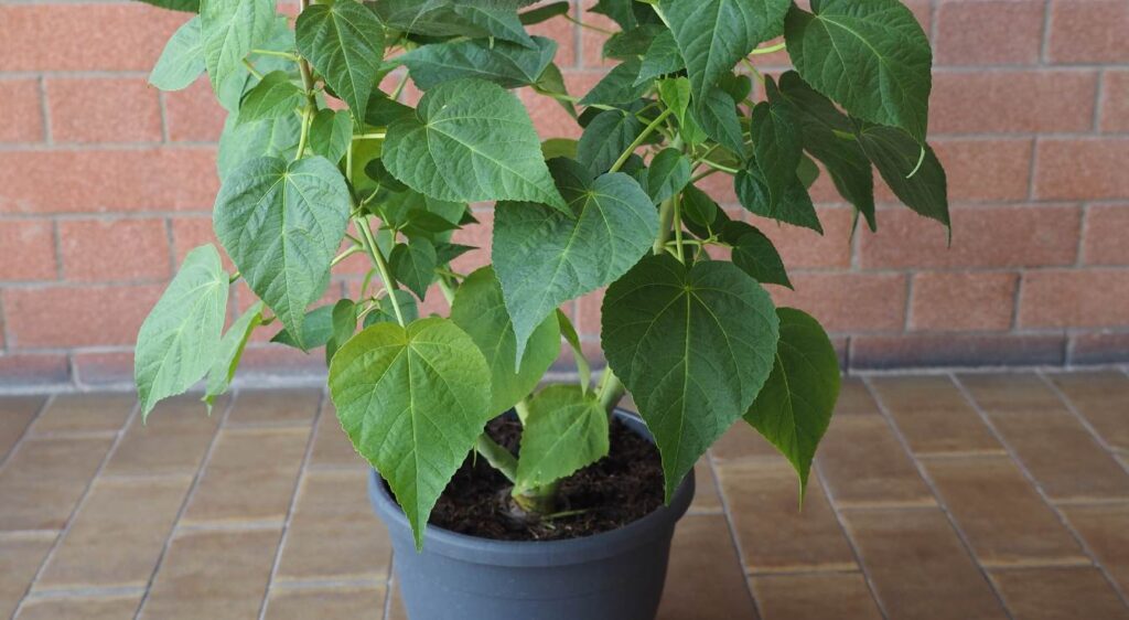 hibiscus à fleurs géantes​