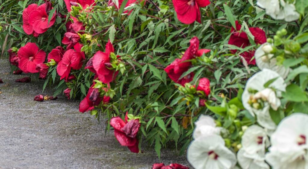 hibiscus géant rouge