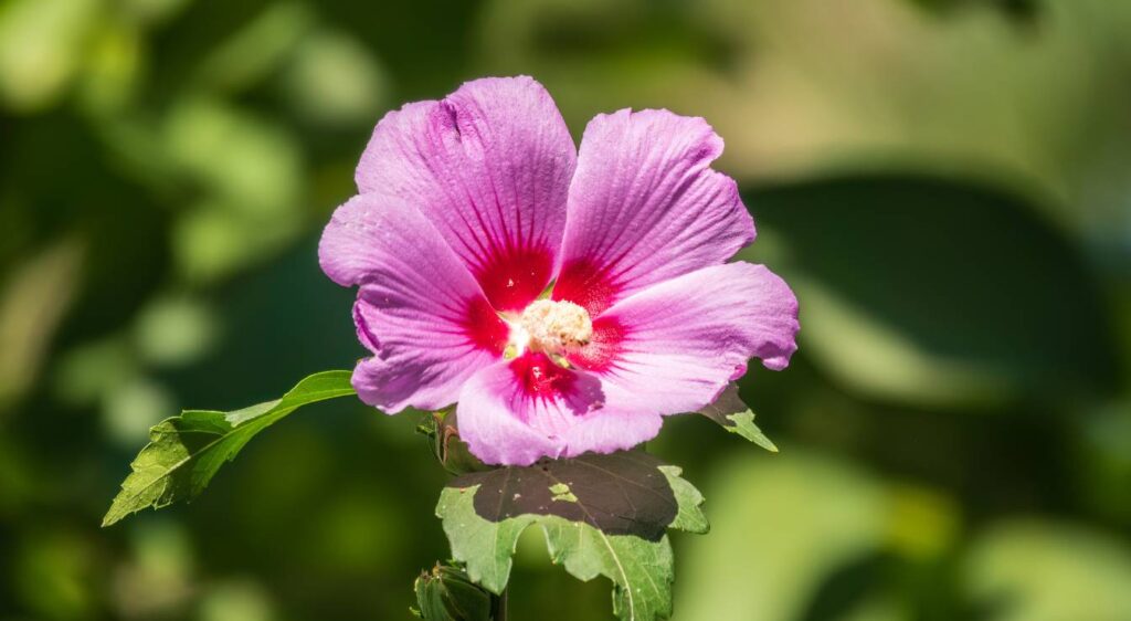 Hibiscus moscheutos