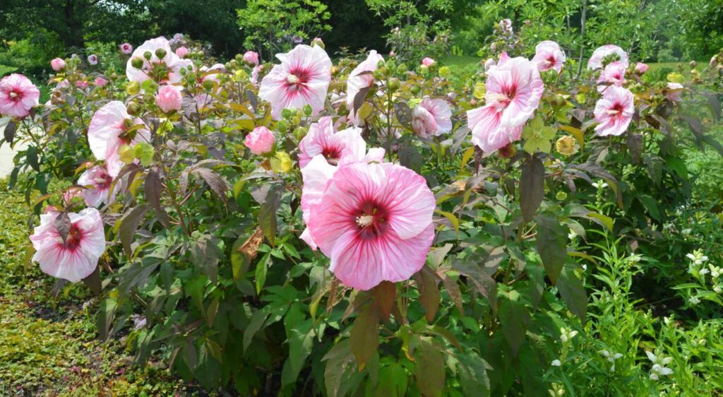 moscheutos hibiscus plant