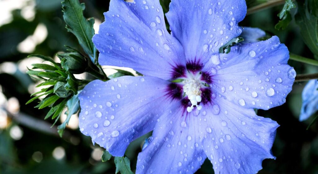 hibiscus syriacus oiseau bleu