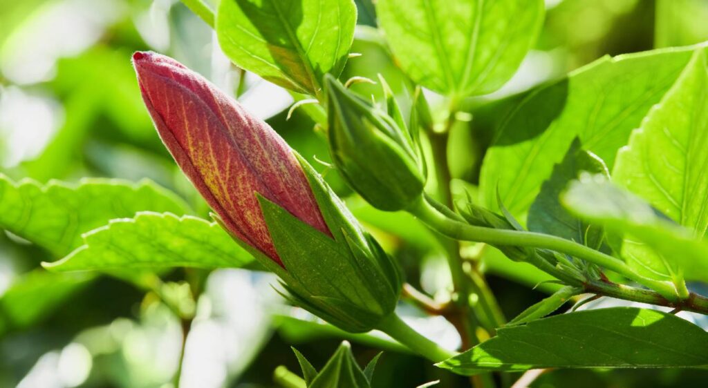 Hibiscus rosa-sinensis