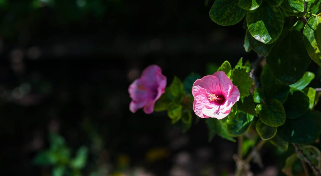 Hibiscus rosa-sinensis