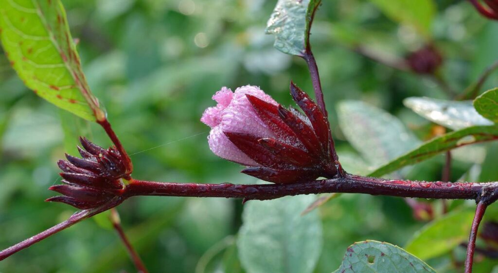 l'hibiscus sabdariffa
