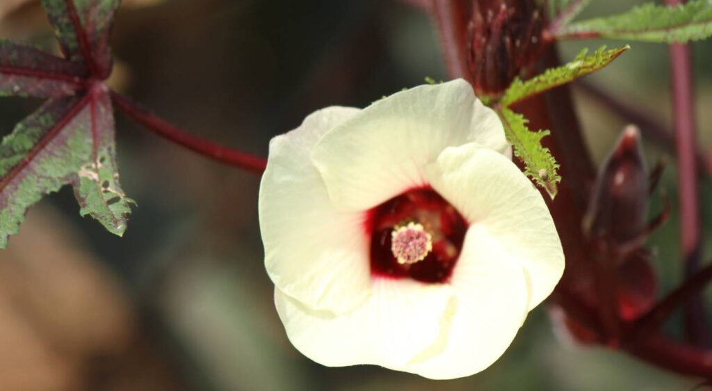 hibiscus sabdariffa plant