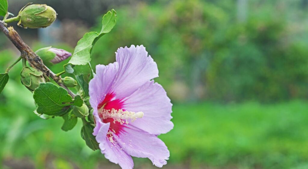 hibiscus syriacus toxicité