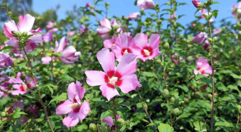 Hibiscus syriacus plant