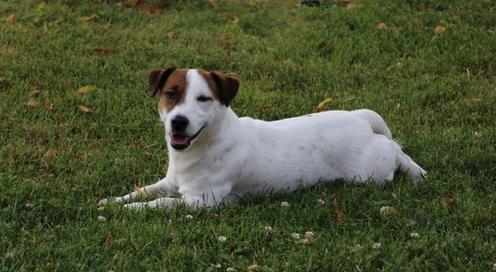 Jack Russell Terrier