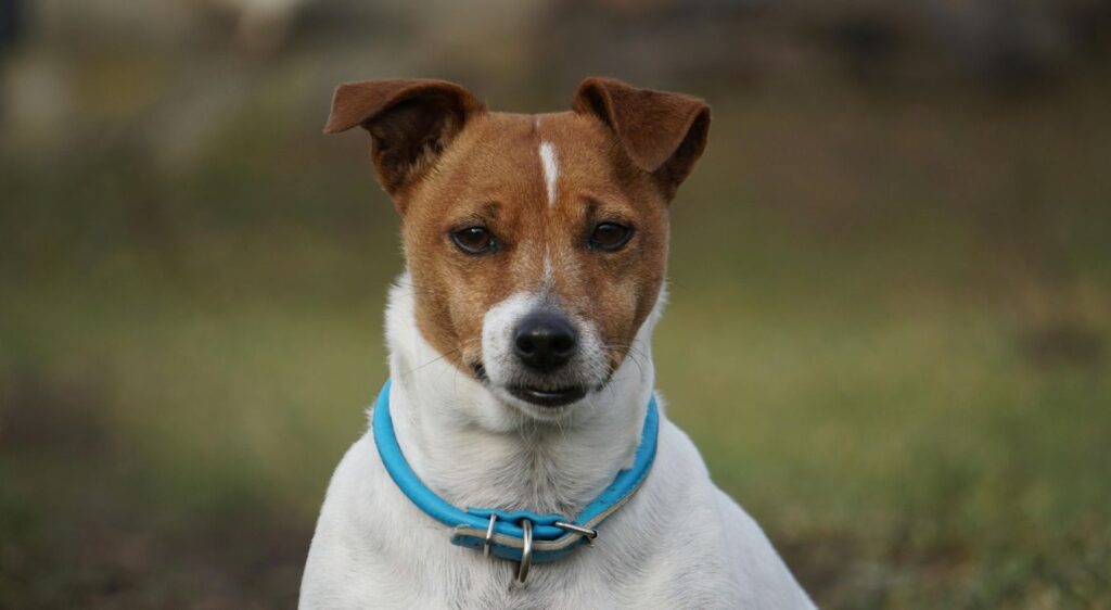 Jack Russell Terrier