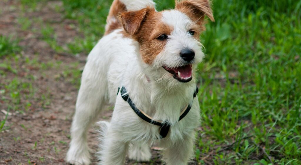 Jack Russell Terrier