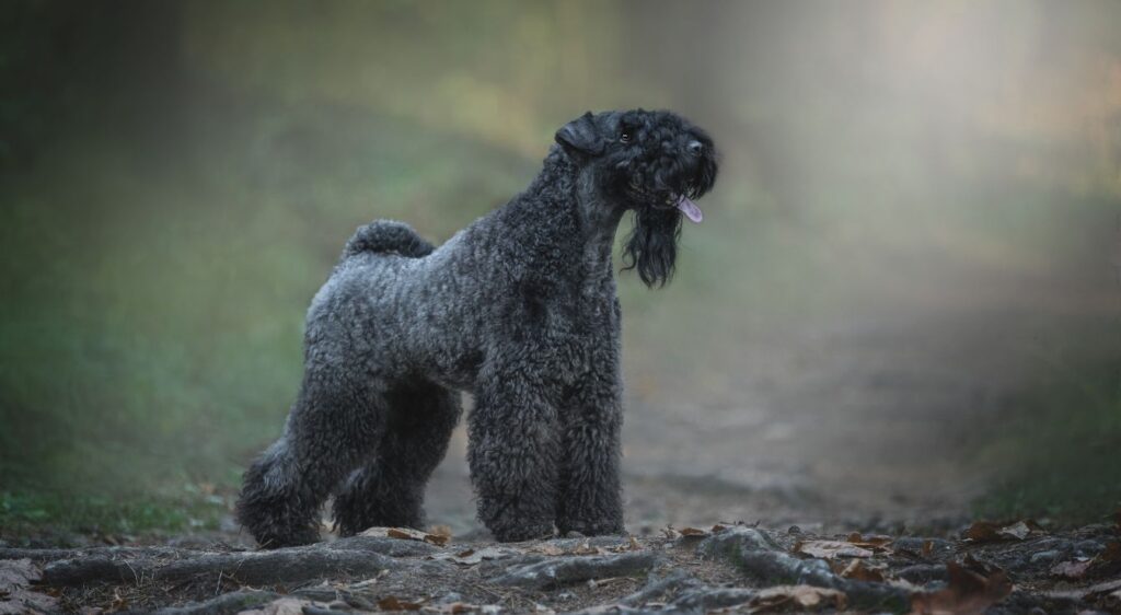 Kerry Blue Terrier