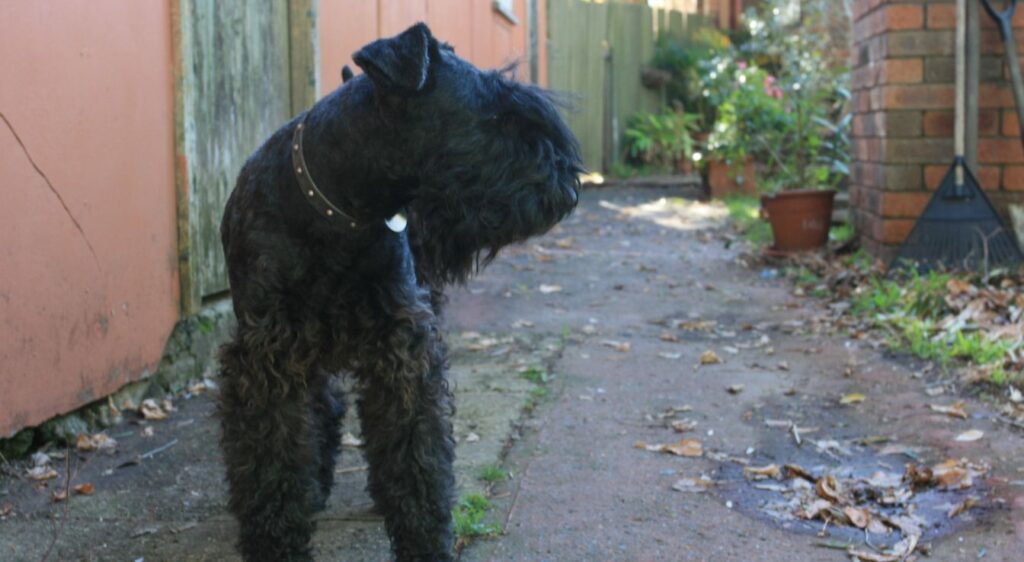 Kerry Blue Terrier