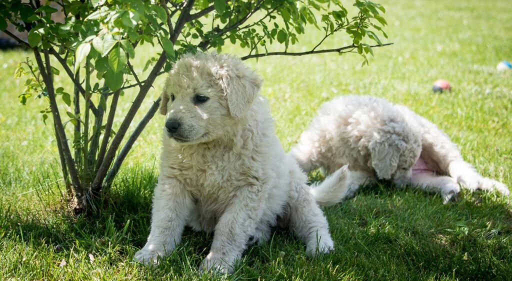 Kuvasz