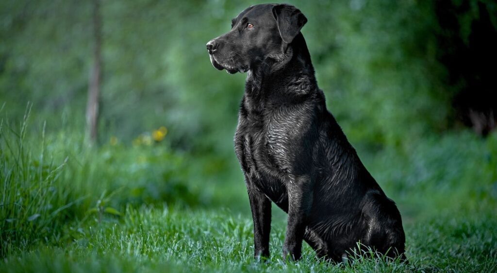 Labrador noir