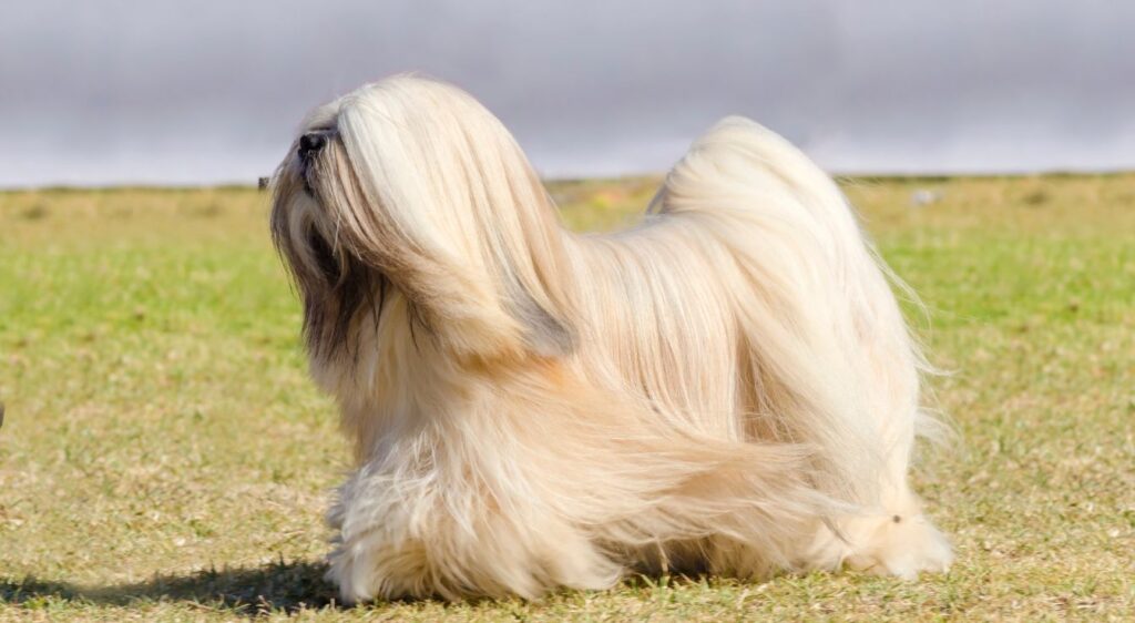 Lhassa Apso