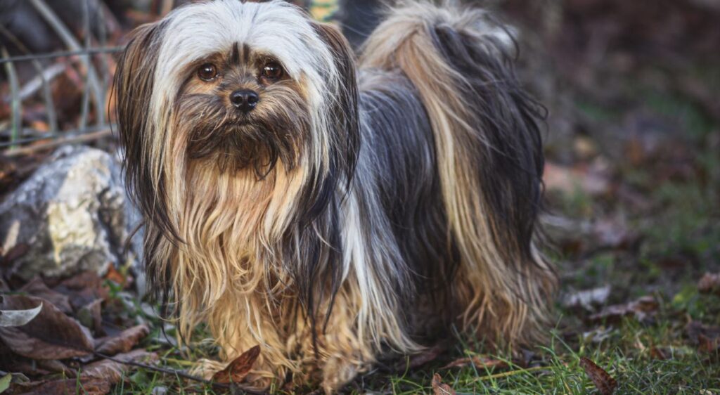 Lhassa Apso