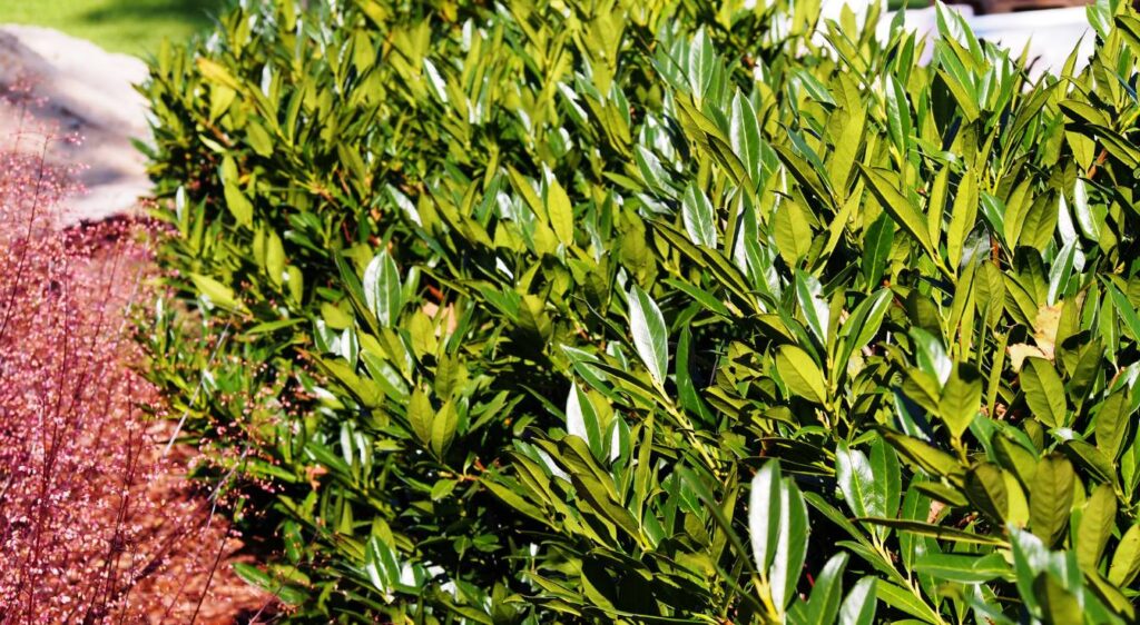 arbuste haie persistant