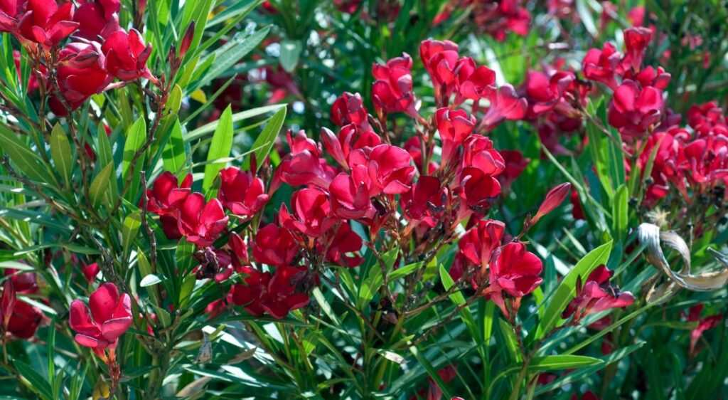 haie persistant fleurie​