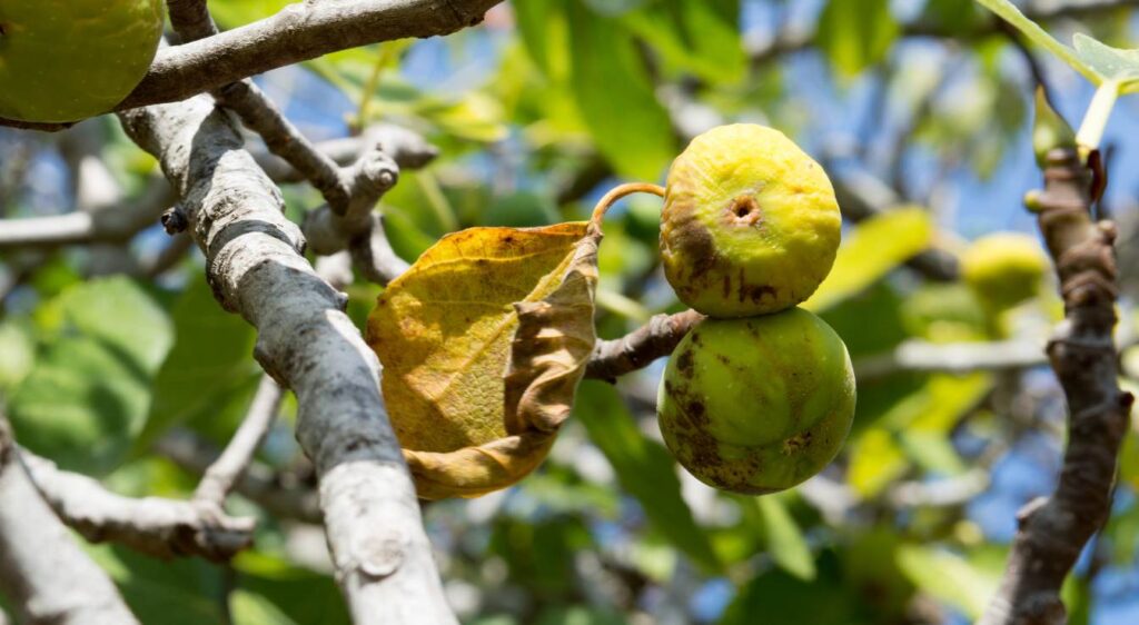 Maladies du figuier affectant les feuilles