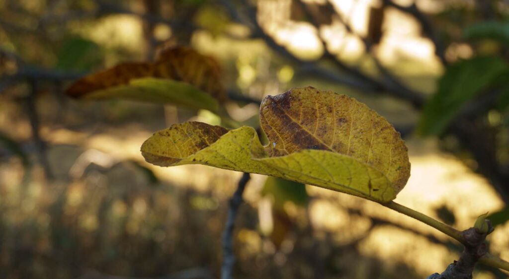 Maladies du figuier affectant les feuilles