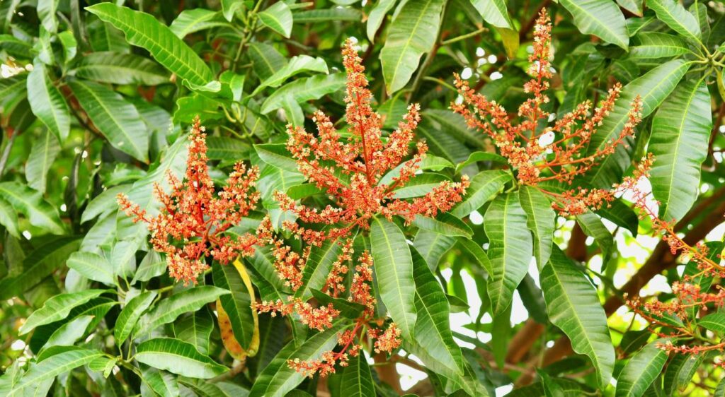 Mangifera indica fleur