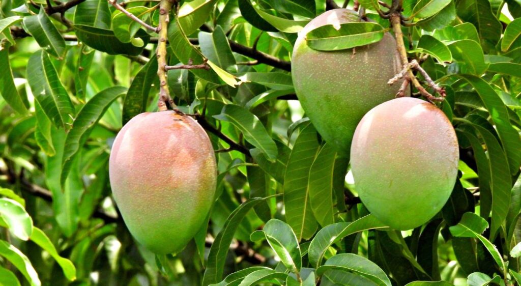 Mangifera indica fruit