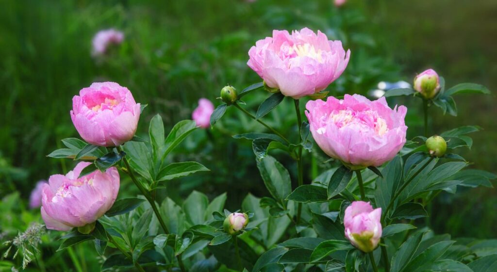Paeonia lactiflora